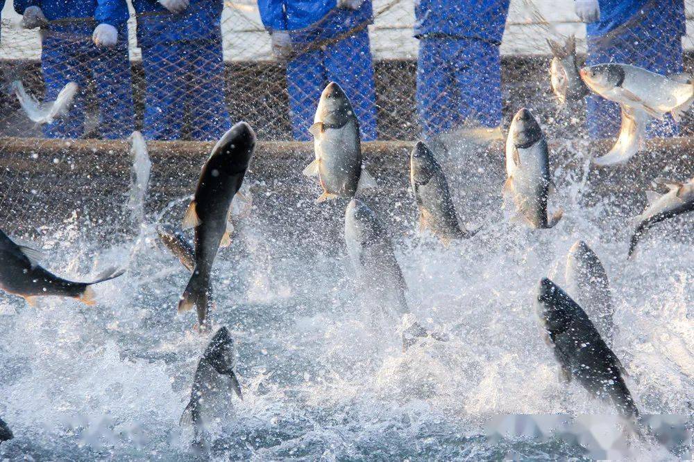 1688799146382602.jpeg 水產(chǎn)養(yǎng)殖 (1).jpeg