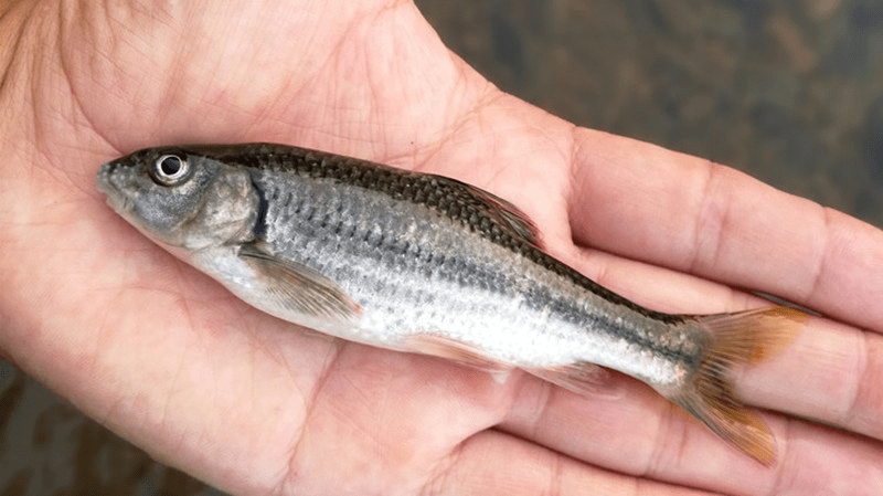 1688799164540206.png 魚類生長緩慢.png