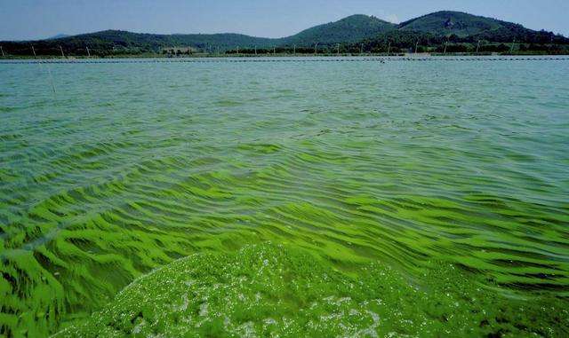 1699251949602256.jpg 水體富營養(yǎng)化.jpg