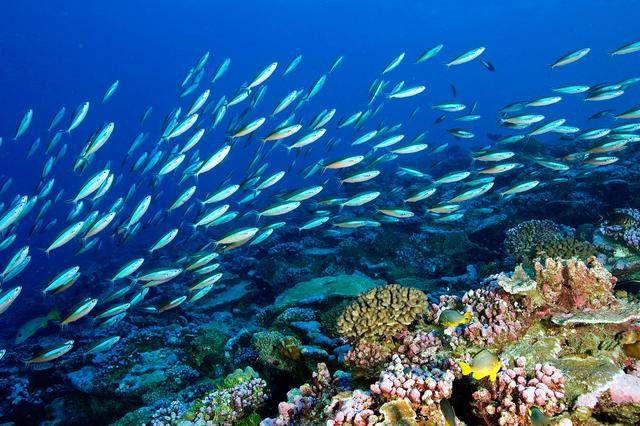 1709693117579939.jpg 海洋生態系統.jpg