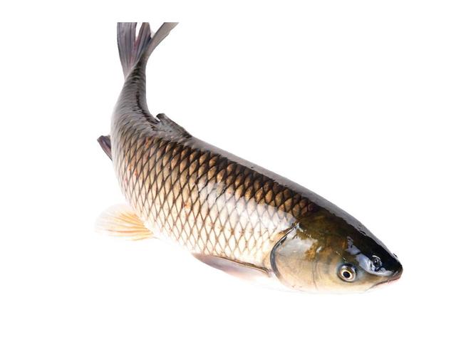 1711690569751496.jpg 草魚.jpg