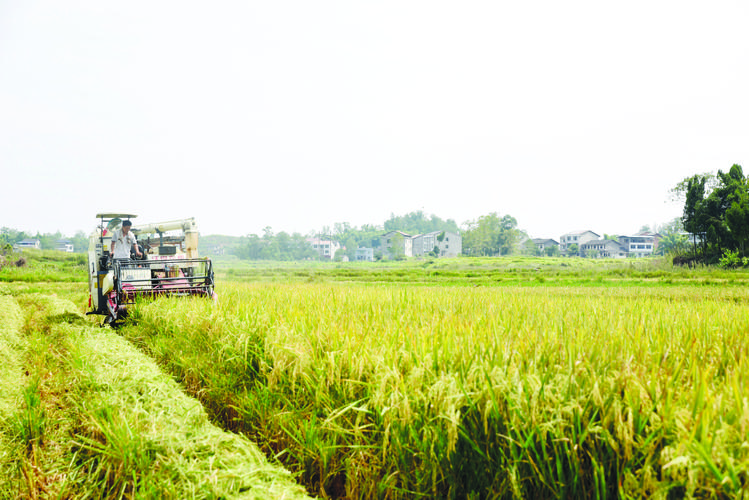 1712718666477993.jpeg 農(nóng)業(yè).jpeg