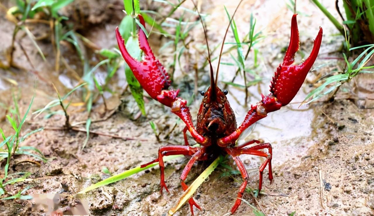 1715235313512672.png 1715235313512672.png