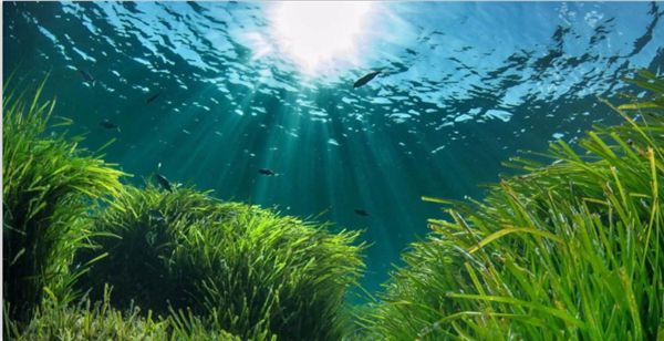 1717470776495458.jpeg 陽(yáng)光.jpeg