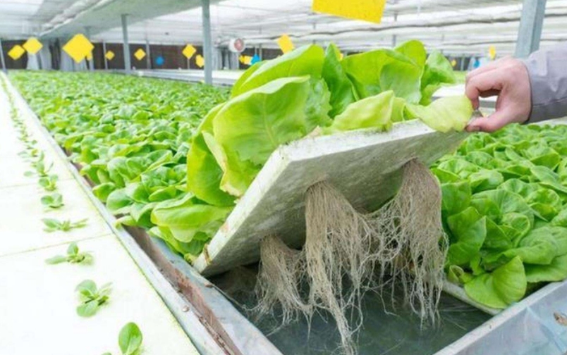 1734414305520648.jpg 1734414305520648.jpg