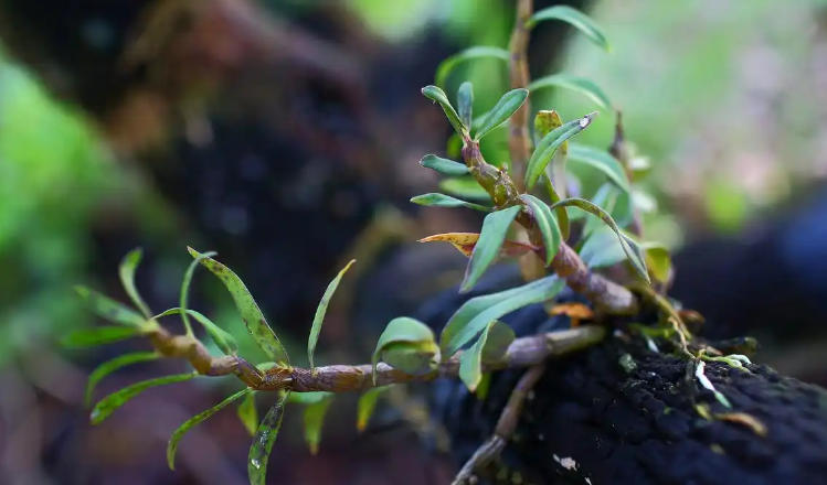 1762137226976819.jpg 鐵皮石斛.jpg