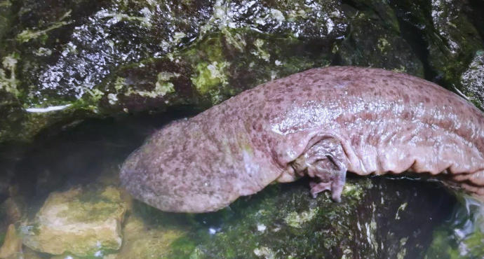 1762222163426400.jpg 娃娃魚.jpg