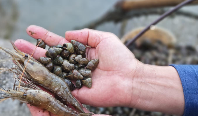 1762393908402426.jpg 古法養螺基地.jpg